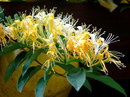 Suikazura,スイカズラ／吸い葛,Nintooa japonica,لونیسرا